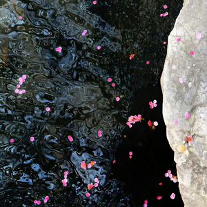 少妇与大猪ⅹⅩ
